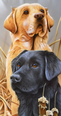 Két Labrador